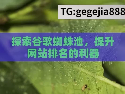 探索谷歌蜘蛛池，提升网站排名的利器