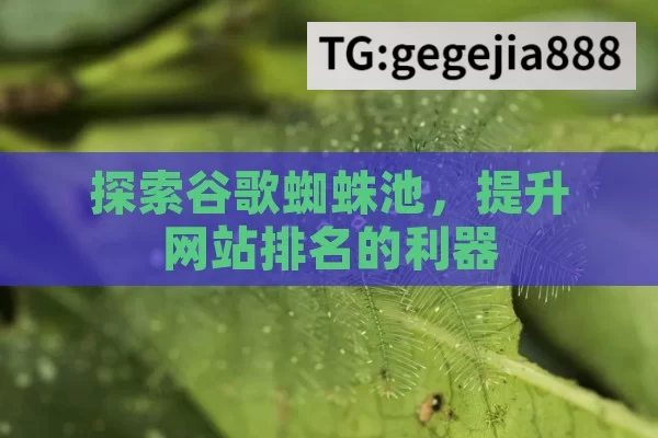 探索谷歌蜘蛛池，提升网站排名的利器